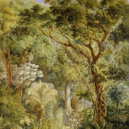 Southern Wuthelark is a vast jungle. Brazilian Virgin Forest by Johann Moritz Rugendas